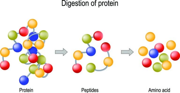 Infographic explaining peptide digestion: protein broken into peptides, peptides broken into amino acids.