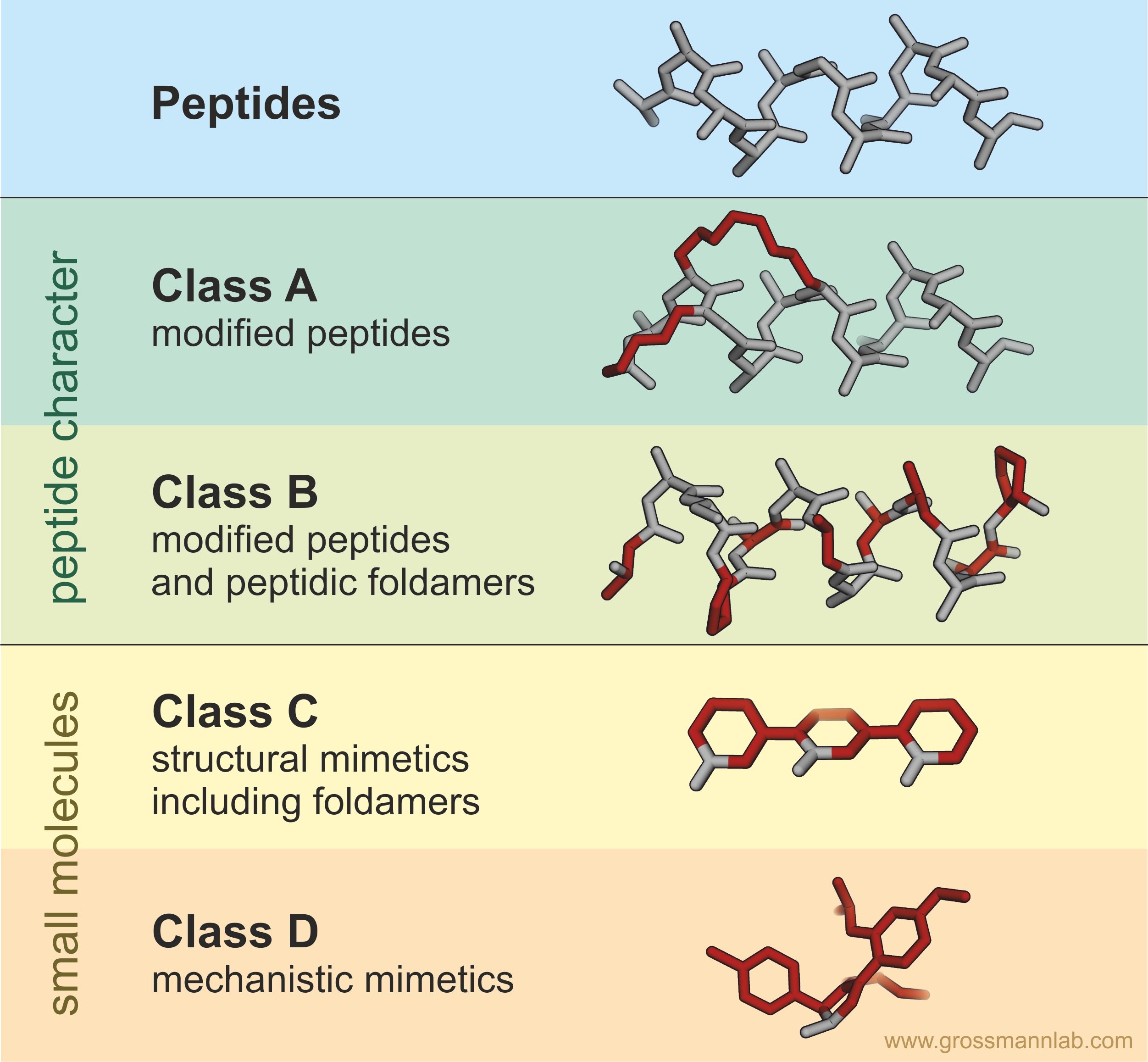 Infographic classifying peptide classes, peptide character, and the distinction from small molecules.